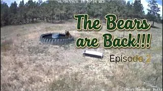 Thumbnail: Bears Playing Around - Episode 2: Whiskey Alpha Bear Series #blackbear #TrailCam #WyomingWildlife