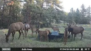 Thumbnail: 4th of July   250th, America!!!  Happy birthday USA from Elk Country!  #Elk #Wildlife