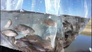 Thumbnail: Spring Fish Stocking!!!  The wait is over.  #fishing #fish #bassfishing #bluegill