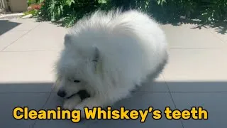 Thumbnail: Cleaning Whiskey’s Teeth