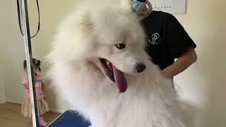 Thumbnail: Whiskey’s first full body groom