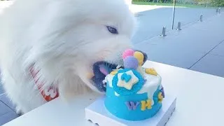 Thumbnail: My Dog Whiskey’s 2nd Birthday 🥳