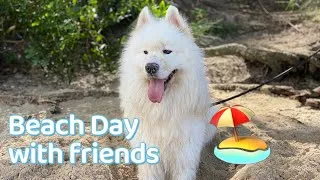 Thumbnail: Beach Day with dog friends