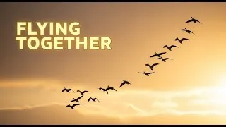 Thumbnail: Flying Together – A Powerful Story of Unity, Teamwork & Survival