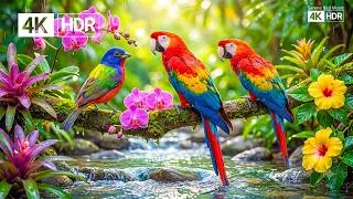 Thumbnail: Pájaros Silvestres Cantando en la Naturaleza 🐦Ambiente Tranquilo del Bosque para Leer, Concentrarse