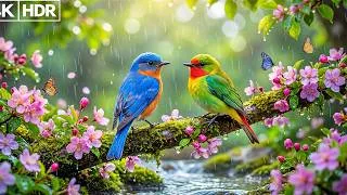 Thumbnail: Sonidos de Pájaros y Música de Piano Relajante | Ambiente Natural y Tranquilo para Dormir