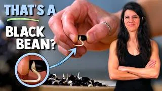 Thumbnail: How To Sprout Beans (Black Beans, Chickpeas & Mung Beans)