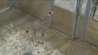Thumbnail: Blank Park Zoo reveals name of newest member