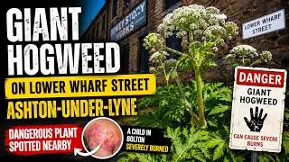 Thumbnail: I Went Looking for Donkey Stone History and Found Dangerous Giant Hogweed Instead