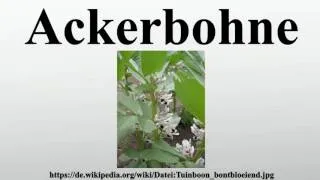 Thumbnail: Ackerbohne