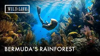 Thumbnail: The Floating Rainforest Beneath the Atlantic | Ocean Vet | Ep. 10