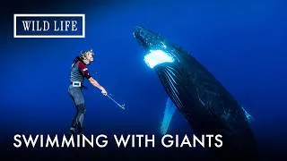 Thumbnail: Swimming With Humpback Whales in Bermuda | Ocean Vet | Ep. 9