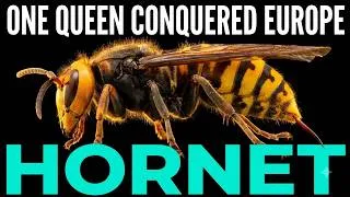 Thumbnail: Do not touch the nest. Everything about the hornet — from venom to the invasion of Europe