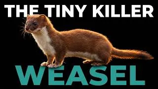 Thumbnail: The Smallest Predator in the World — and the Most Merciless | WEASEL