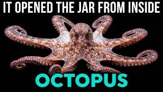 Thumbnail: It Has 9 Brains, 3 Hearts, and Blue Blood. And It's Smarter Than You