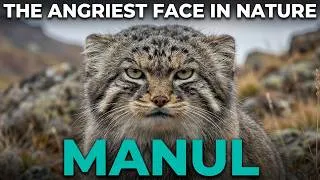 Thumbnail: Manul: Why This Cat Lives Where Nothing Else Survives
