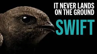 Thumbnail: The Record-Breaking Bird: 10 Months of Flight, 25,000 Miles, 21 Years of Life
