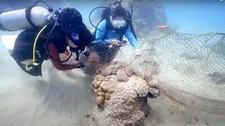 Thumbnail: WildAid and Partners Tackle Ghost Net Pollution in China