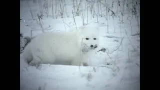 Thumbnail: Snow Wolves | Hunters of the Frozen Wild