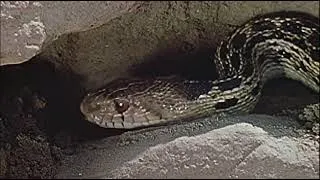 Thumbnail: Snake Hunts Gopher | Predator vs Prey in the Wild