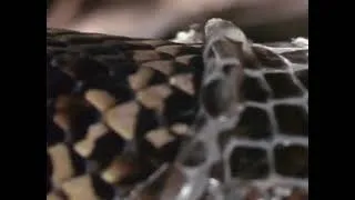 Thumbnail: Don’t Fear Snakes | Nature’s Misunderstood Hunters