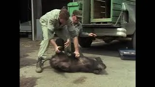 Thumbnail: Wild Boar | Tough Survivors of the Forest