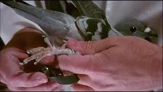 Thumbnail: Pigeons in WWI | Heroes of the Battlefield