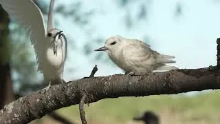 Thumbnail: No Nest, No Problem: How a White Tern Feeds Its Chick