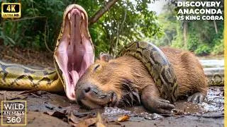 Thumbnail: Wild Life amazon Jungle: BEST Anaconda vs King Cobra Hunting Discovery Channel Snake Video