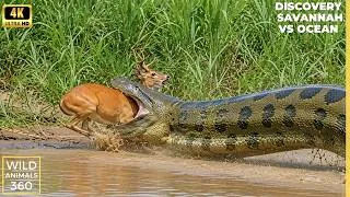 Thumbnail: Best Recorded Anaconda Hunting Moments Savannah Vs Ocean Discovery Snake Video