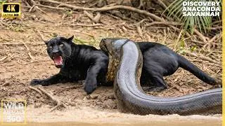 Thumbnail: Panther Attacks Anaconda Savannah Wildlife Documentary Discovery Channel Snake Video