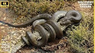 Thumbnail: Nature Animal Documentary Most Dangerous Animals Anaconda Hunting Discovery Snake Video