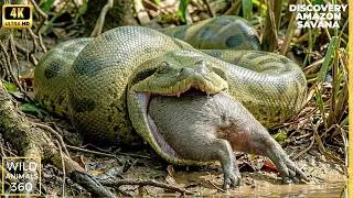 Thumbnail: Wild Life Amazon Jungle Most Dangerous Snake Hunting Discovery Channel Animal Planet Video