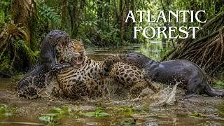 Thumbnail: ATLANTIC FOREST | Where The Power Of The Apex Predators Lies Hidden | Animal Documentary