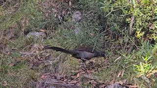Thumbnail: lyrebird just in front of me as I walk up Mt Bogong.