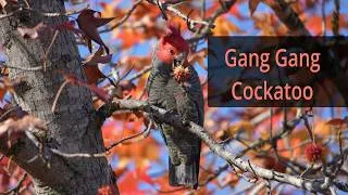 Thumbnail: Gang Gang cockatoo.