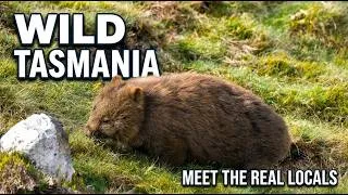 Thumbnail: Wild Tasmania: An Epic 26-Minute Journey into the Island's Unique Wildlife & Ancient Landscapes