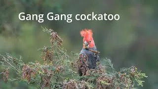 Thumbnail: Wildlife Australia  (birds)