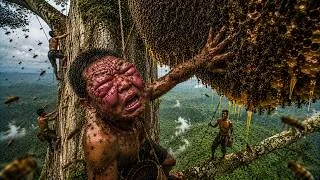 Thumbnail: Wild Honey Hunt on a 1,000-Year-Old Giant Tree