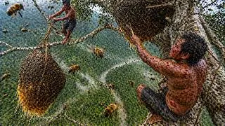 Thumbnail: ATTACKED BY BEES: an ancient tree for giant honey harvest
