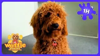 Thumbnail: Waffle Is STUCK Behind the Blockade! 🚧 Waffle the Wonder Dog Full Episode