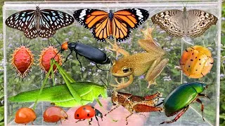 Thumbnail: Amazing Insect Hunting: Beautiful Butterflies, Giant Katydid, Assassin Bug, Ladybug & Rare Beetles