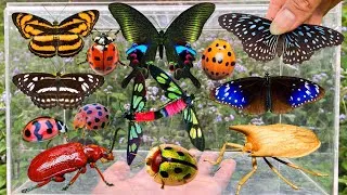 Thumbnail: Amazing Insect Hunting Adventure: Beautiful Butterflies, Ladybug, Fouquet's Wasp Moth, Rare Beetles