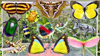 Thumbnail: Amazing Insect Hunting Adventure: Beautiful Butterflies, Mantis, Rare Beetles, Stick Bug & More