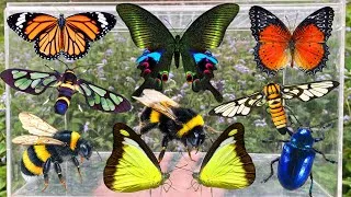 Thumbnail: Amazing Insect Hunting: Beautiful Butterflies, Bumblebee, Stick Bug, Rare Beetles & More