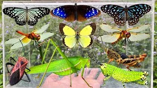 Thumbnail: Amazing Insect Hunting: Beautiful Butterflies, Dragonflies, Bush Cricket & More