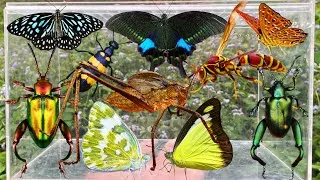 Thumbnail: Amazing Insect Hunting: Beautiful Butterflies, Giant Katydid, Frog-Legged Beetles & More
