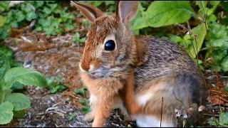 Thumbnail: Scratch those ticks off baby Miracle!