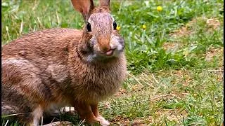 Thumbnail: young wild bun Endive nibbles & sniffs some more with a special Turnip flashback