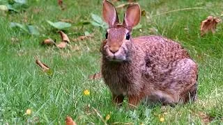 Thumbnail: beautiful Topaz nibbles peacefully, then rejects apple (from me) like the others